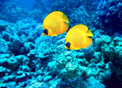 Papier peint  Poisson jaune et récif corallien