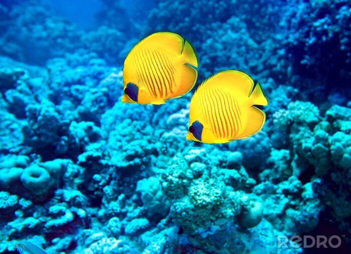 Papier peint  Poisson jaune et récif corallien