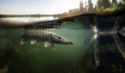 Papier peint  Poisson sous la surface du lac