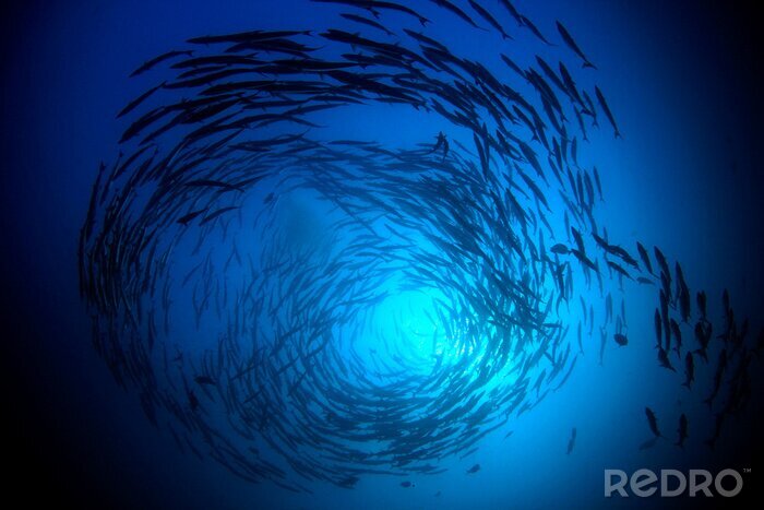 Papier peint  Poissons de mer sous les rayons du soleil