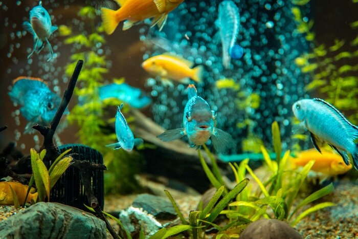 Papier peint  Poissons et plantes dans l'aquarium