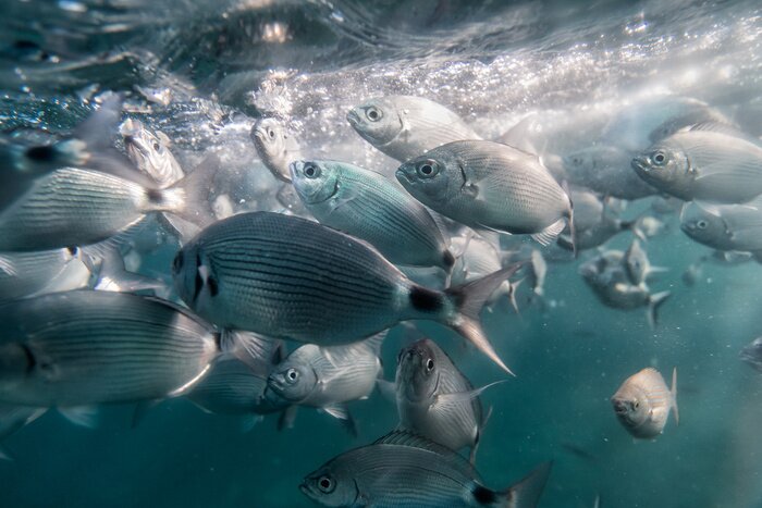 Papier peint  Poissons gris dans l'eau