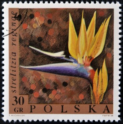 Papier peint  POLOGNE - CIRCA 1968 timbre, imprimé en Pologne montre une fleur Strelitzia reginae, vers 1968