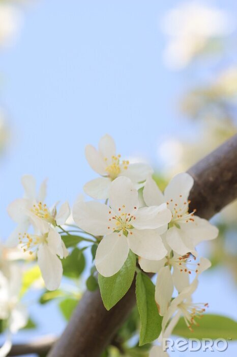 Papier peint  Pommier en fleurs au printemps