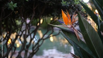 Papier peint  Pond or fishpond water in fairy garden, garland lights glowing on trees, magic fantasy forest atmosphere. Bird of paradise orange crane flower bloom, strelitzia botanical blossom. Flora by water pool.