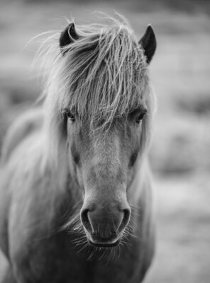 Papier peint  Poney monochrome sur fond gris