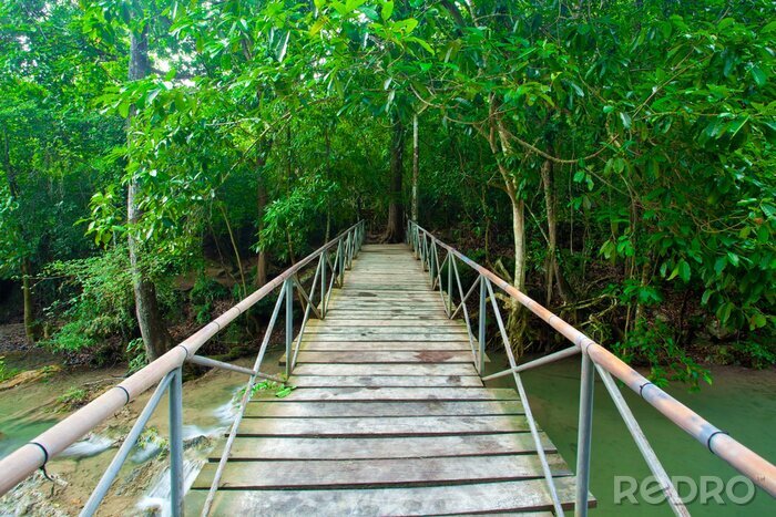 Papier peint  Pont au milieu d'une forêt pluvieuse