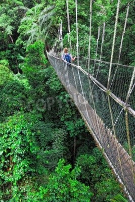 Papier peint  Pont de cordes dans la jungle verte