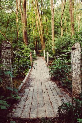 Papier peint  Pont en bois dans la jungle