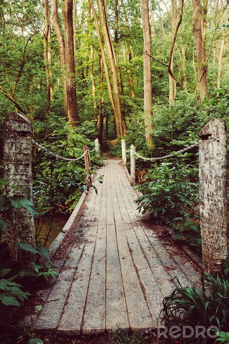 Papier peint  Pont en bois dans la jungle