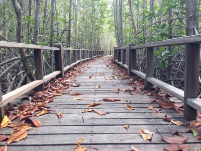 Papier peint  Pont en bois et feuillage d'automne