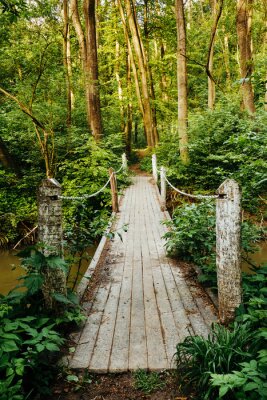 Pont en bois forêt exotique