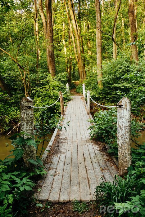 Papier peint  Pont en bois forêt exotique