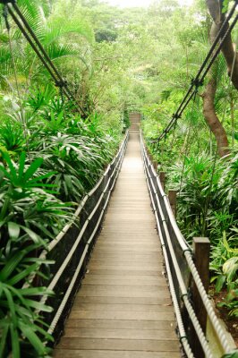 Pont en bois jungle