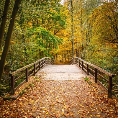 Papier peint  Pont forêt d'automne