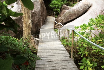 Papier peint  Pont forêt pluvieuse