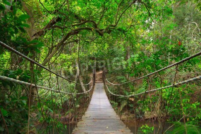 Papier peint  Pont forêt tropicale