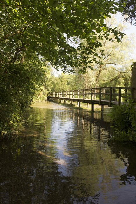 Papier peint  Pont lac dans la forêt