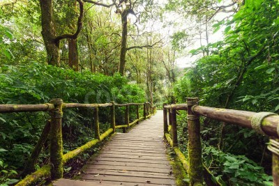 Papier peint  Pont sur les tropiques