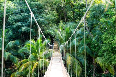 Papier peint  Pont suspendu dans la jungle