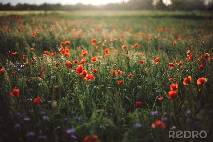 Papier peint  Poppy and cornflowers in sunset light in summer meadow. Atmospheric beautiful moment. Copy space. Wildflowers in warm light, flowers in countryside. Rural simple life