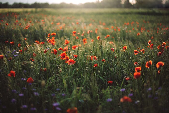 Papier peint  Poppy and cornflowers in sunset light in summer meadow. Atmospheric beautiful moment. Copy space. Wildflowers in warm light, flowers in countryside. Rural simple life