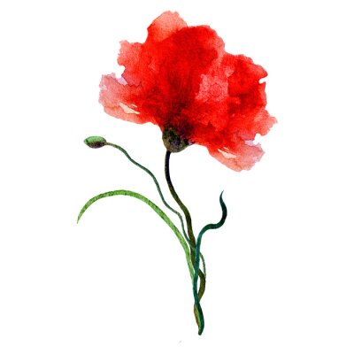 Poppy fleur, illustration aquarelle isolé sur fond blanc
