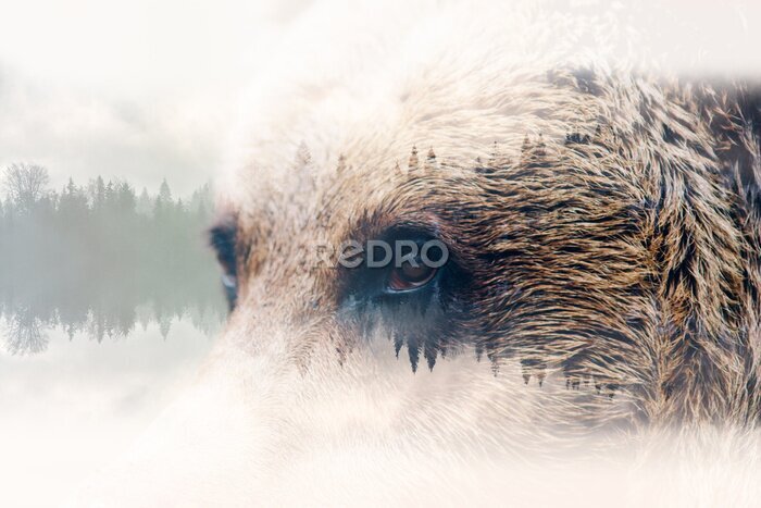 Papier peint  Portrait abstrait d&#39;un ours aux yeux sauvages