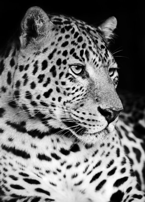 Papier peint  Portrait animal noir et blanc