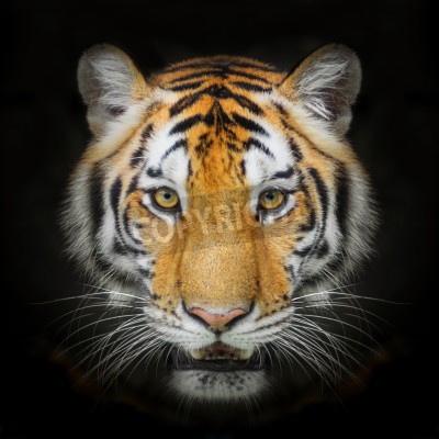 Papier peint  Portrait animal sur fond noir