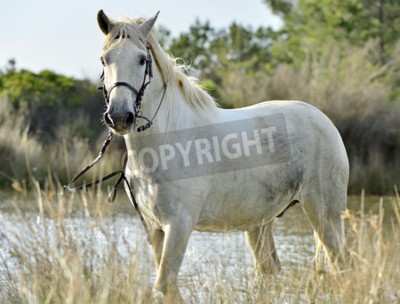 Papier peint  Portrait cheval blanc de Camargue