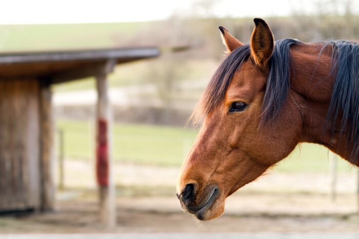 Papier peint  Portrait cheval ravissant