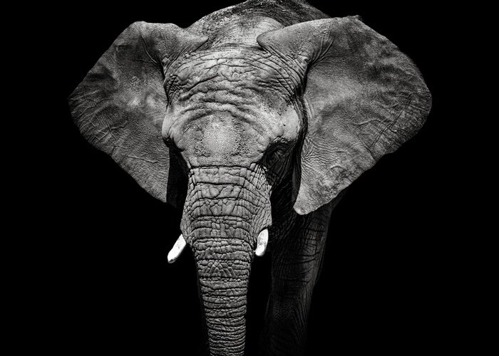 Papier peint  Portrait d'éléphant monochrome