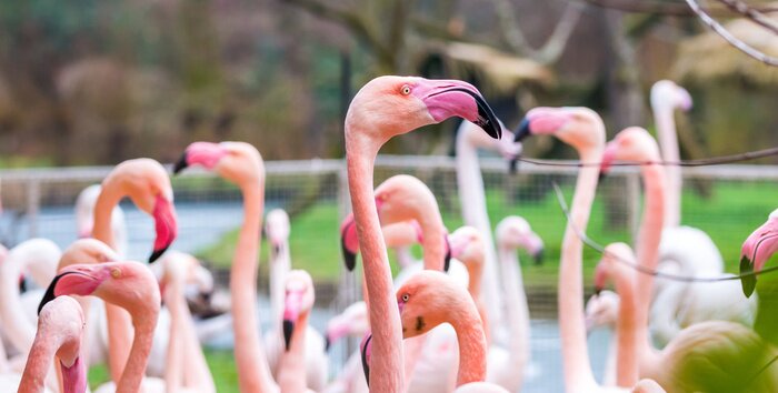 Papier peint  Portrait d'oiseaux roses