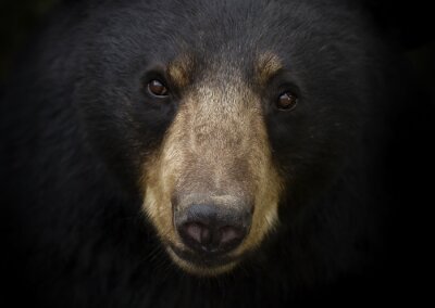 Portrait d'ours noir (Ursus americanus) dans le pré en automne au Canada