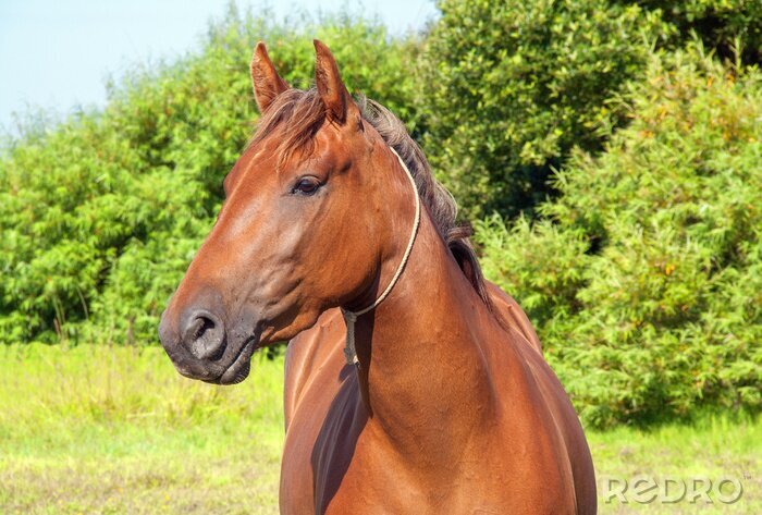 Papier peint  Portrait d'un cheval dans le jardin