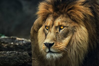 Papier peint  Portrait d'un lion berbère