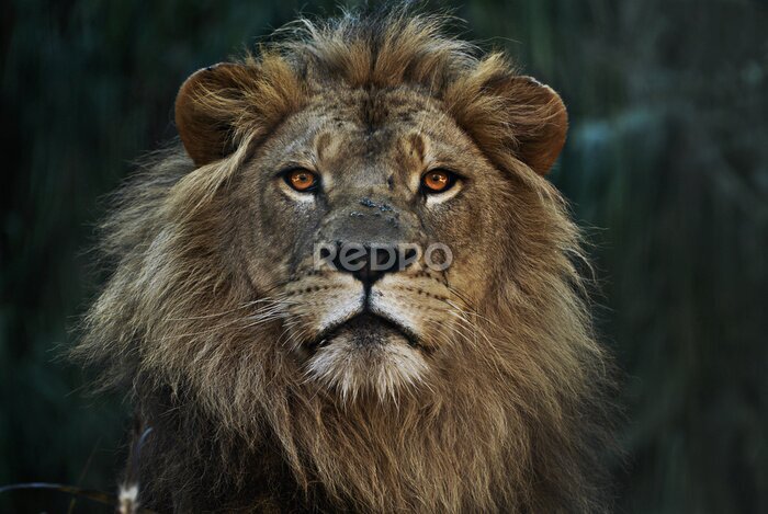 Papier peint  Portrait d'un lion sauvage