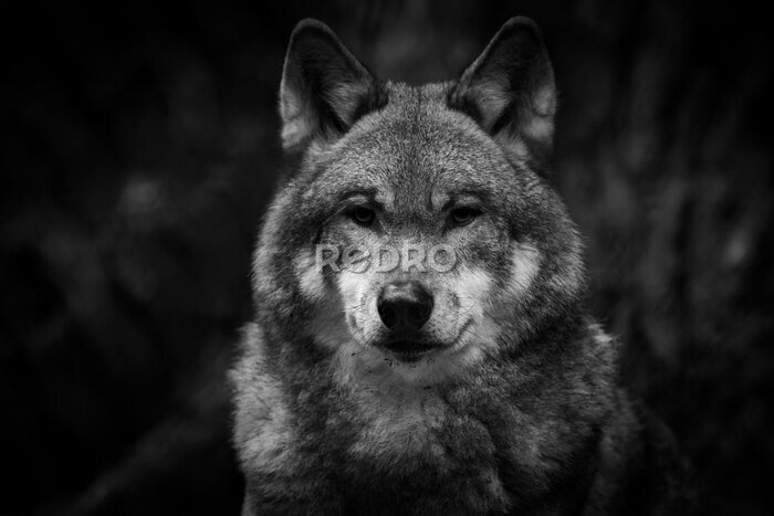 Papier peint  Portrait d'un loup dans la forêt en noir et blanc