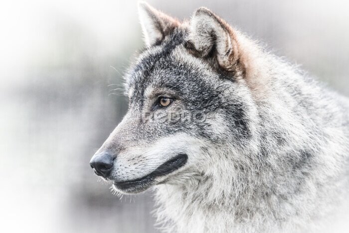 Papier peint  Portrait d'un loup gris foncé