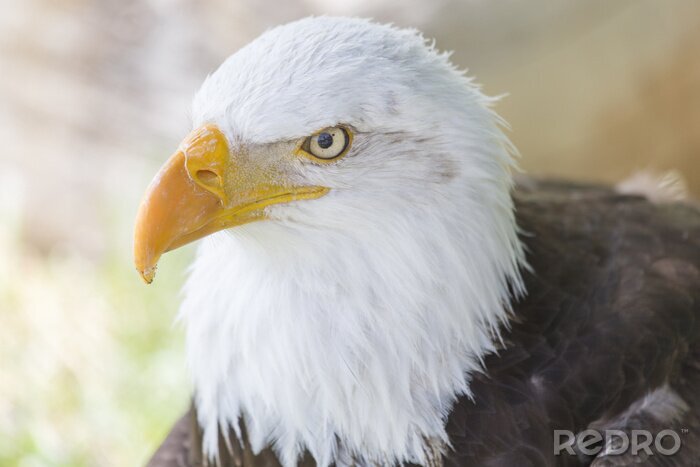 Papier peint  Portrait d'un oiseau prédateur