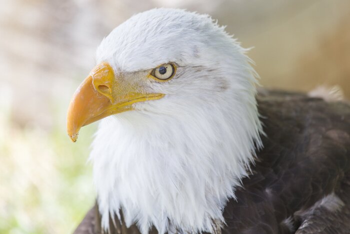 Papier peint  Portrait d'un oiseau prédateur
