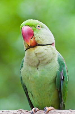 Portrait d'un oiseau vert