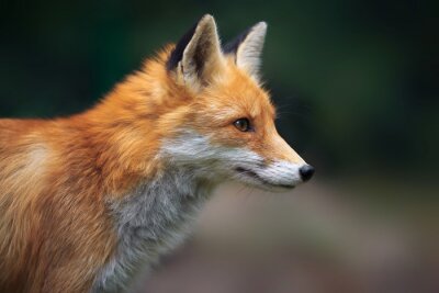 Portrait d'un renard roux (Vulpes vulpes)