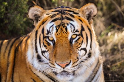 Portrait d'un tigre à l'ombre