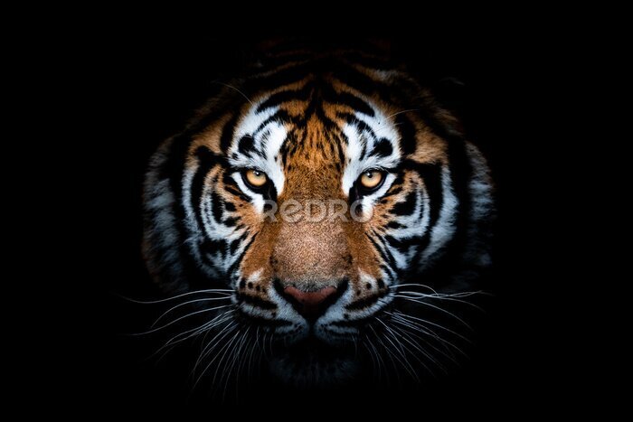 Papier peint  Portrait d'un tigre sur un fond noir