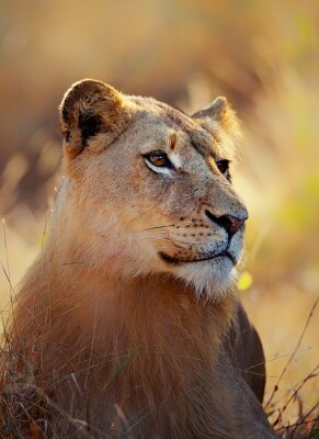 Portrait d'une lionne dans l'herbe