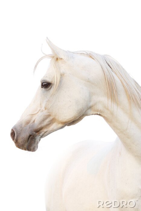 Papier peint  Portrait de cheval arabe blanc