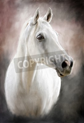 Papier peint  Portrait de cheval arabe blanc