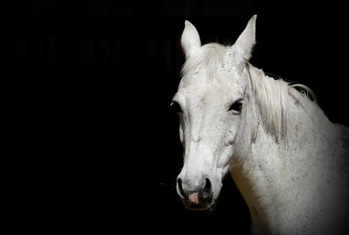 Papier peint  Portrait de cheval avec les oreilles levées
